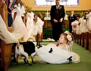 funny-wedding-dog