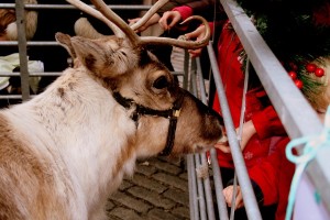 reindeer